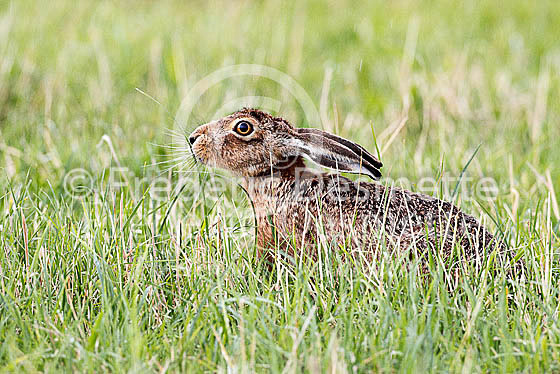Brown hare 476 (Lepus europaeus)