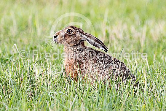 Brown hare 481 (Lepus europaeus)