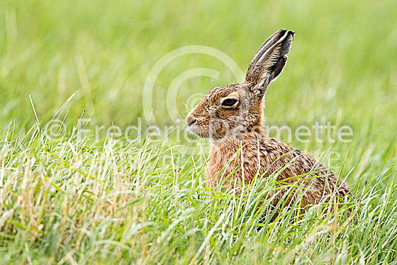 Brown hare 480 (Lepus europaeus)