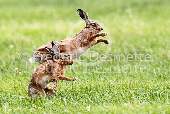 Brown hare 491 (Lepus europaeus)