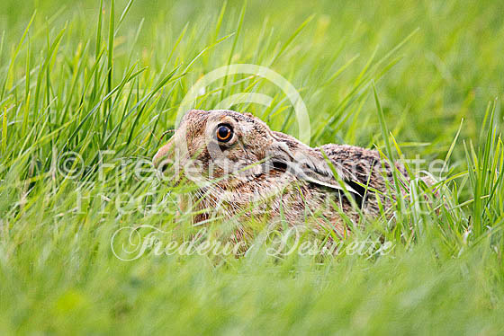 Brown hare 473 (Lepus europaeus)