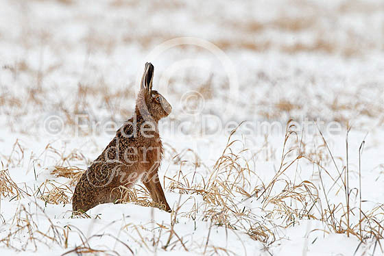 Brown hare 512 (Lepus europaeus)