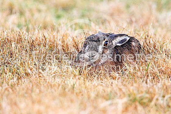 Brown hare 510 (Lepus europaeus)