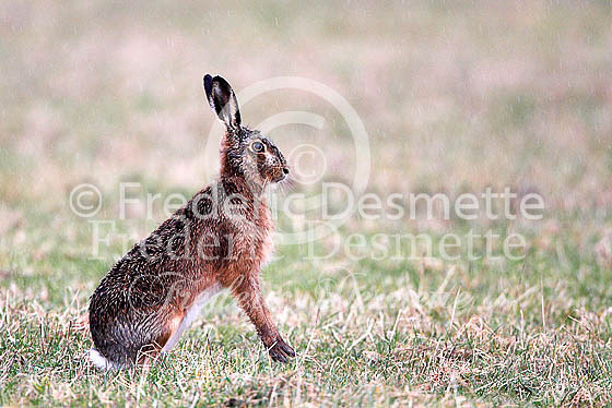 Brown hare 539 (Lepus europaeus)