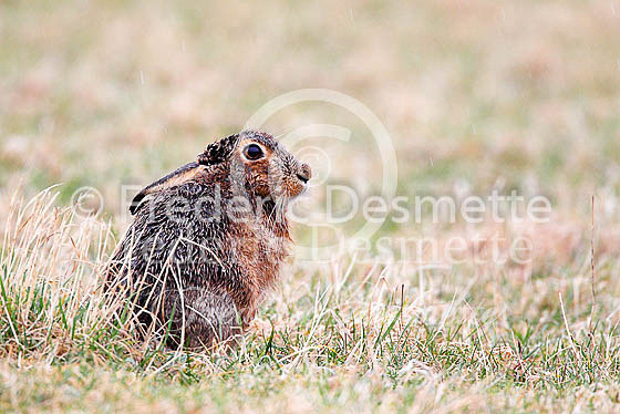 Brown hare 504 (Lepus europaeus)