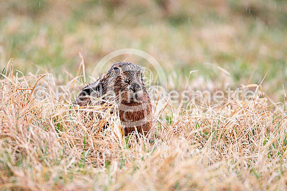 Brown hare 506 (Lepus europaeus)