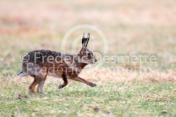 Brown hare 530 (Lepus europaeus)