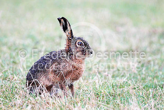 Brown hare 508 (Lepus europaeus)