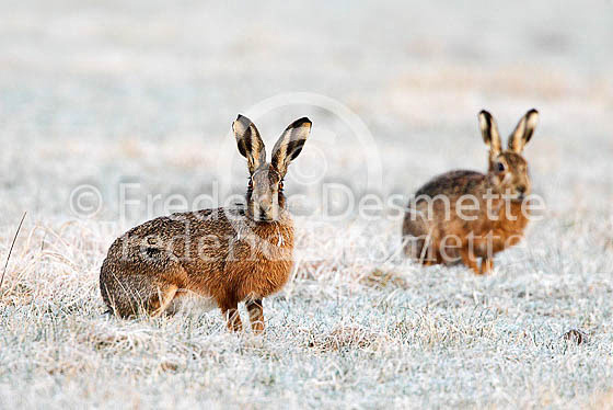 Brown hare 541 (Lepus europaeus)