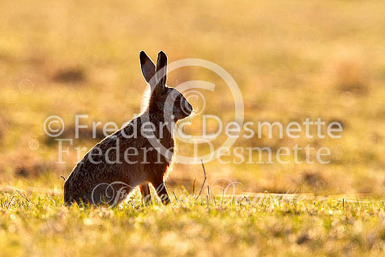 Brown hare 501 (Lepus europaeus)