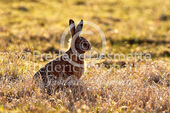 Brown hare 500 (Lepus europaeus)