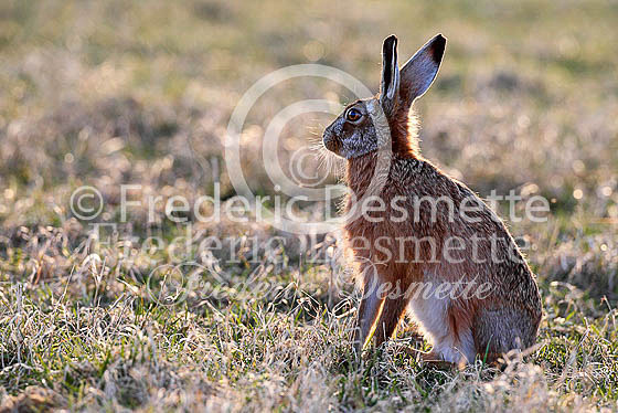 Brown hare 544 (Lepus europaeus)