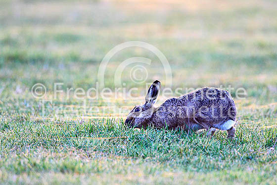 Brown hare 548 (Lepus europaeus)