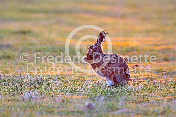 Brown hare 547 (Lepus europaeus)