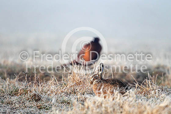 Brown hare 546 (Lepus europaeus)