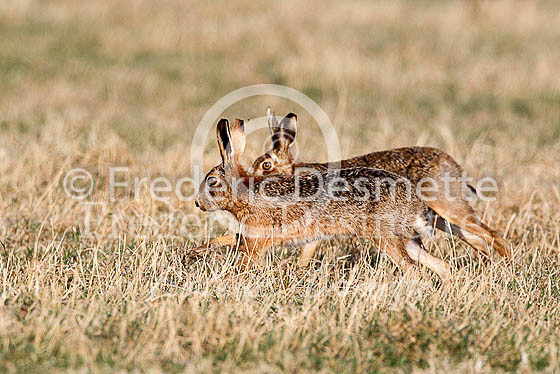 Brown hare 526 (Lepus europaeus)