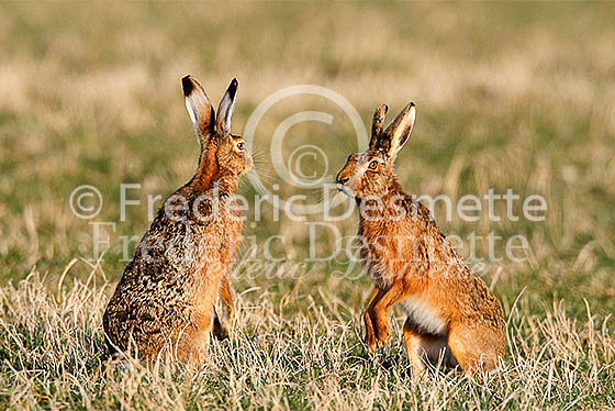 Brown hare 583 (Lepus Europaeus)