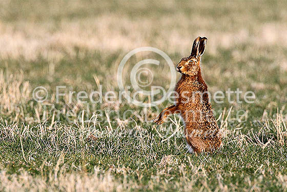 Brown hare 619 (Lepus Europaeus)