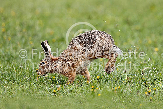 Brown hare 604 (Lepus Europaeus)