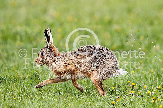 Brown hare 606 (Lepus Europaeus)