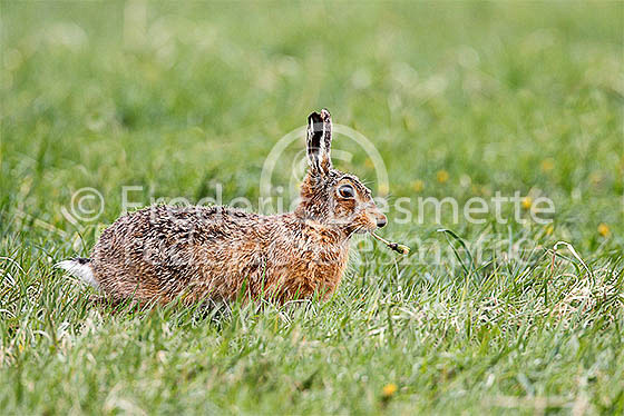 Brown hare 591 (Lepus Europaeus)