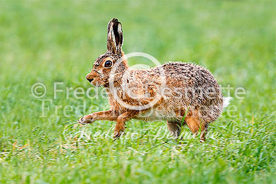 Brown hare 605 (Lepus Europaeus)