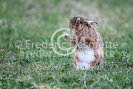 Brown hare 607 (Lepus Europaeus)