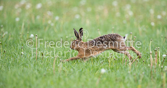 Brown Hare 819 (Lepus Europaeus)