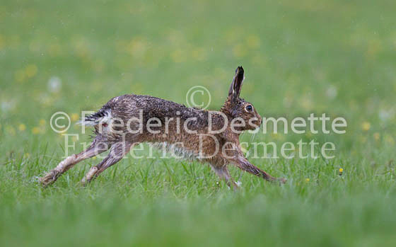 Brown Hare 1145 (Lepus Europaeus)