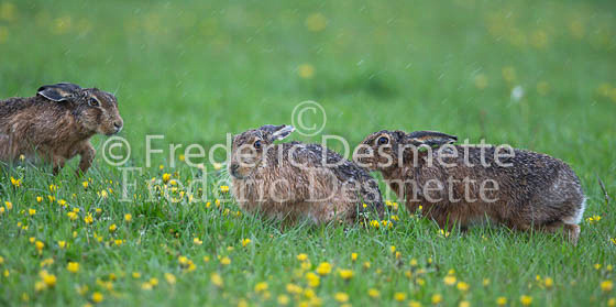 Brown Hare 1136 (Lepus Europaeus)