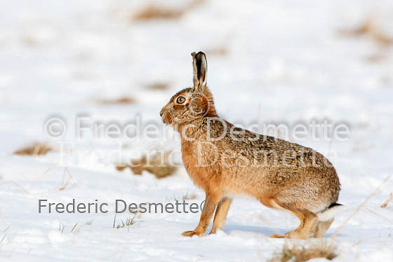 Brown Hare 124 (Lepus europaeus)