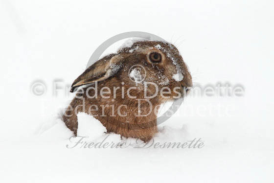 Brown hare 369 (Lepus europaeus)