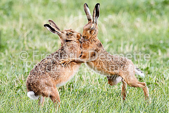 Brown hare 488 (Lepus europaeus)