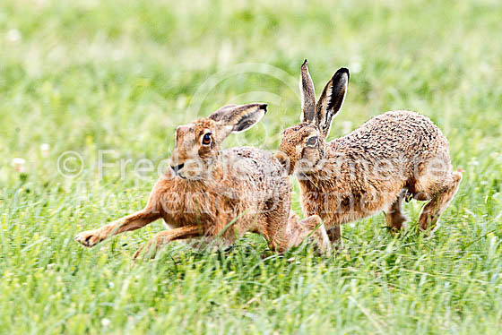 Brown hare 493 (Lepus europaeus)