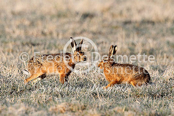 Brown hare 616 (Lepus Europaeus)