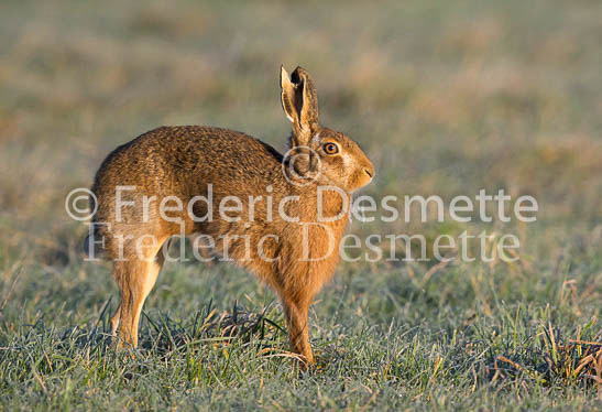 Brown Hare 1239 (Lepus Europaeus)