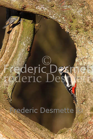 Great spotted woodpecker 25 (Dendrocopos major)