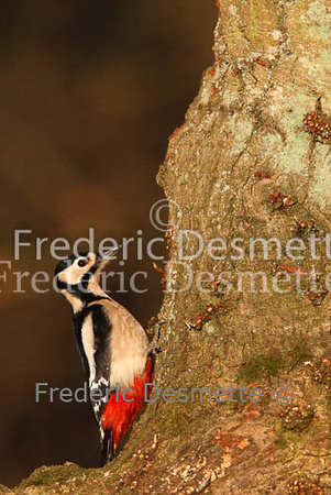 Great spotted woodpecker 26 (Dendrocopos major)