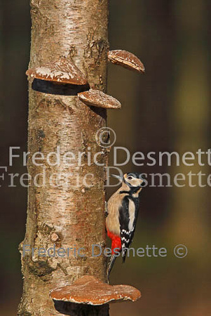 Great spotted woodpecker 16 (Dendrocopos major)