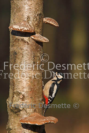 Great spotted woodpecker 17 (Dendrocopos major)