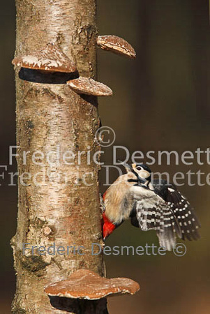 Great spotted woodpecker 13 (Dendrocopos major)
