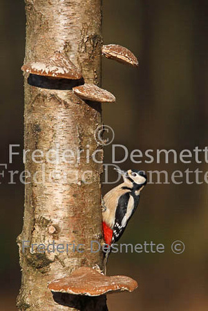 Great spotted woodpecker 18 (Dendrocopos major)