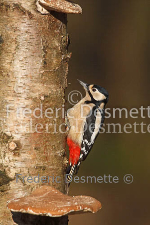 Great spotted woodpecker 19 (Dendrocopos major)