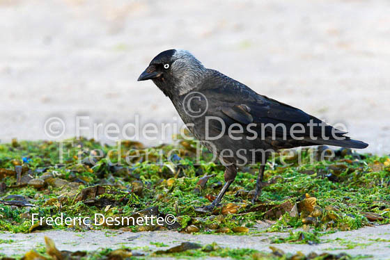 Jackdaw 11 (Corvus monedula)