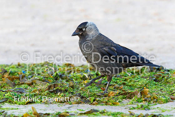Jackdaw 10 (Corvus monedula)