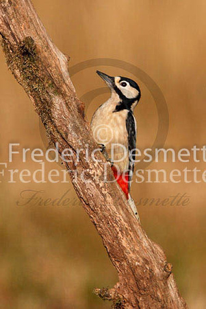 Great spotted woodpecker 51 (Dendrocopos major)