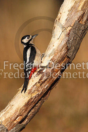 Great spotted woodpecker 52 (Dendrocopos major)