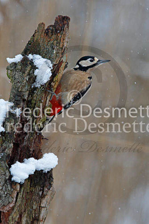 Great spotted woodpecker 53 (Dendrocopos major)