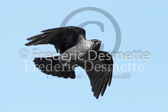 Jackdaw 15 (Corvus monedula)