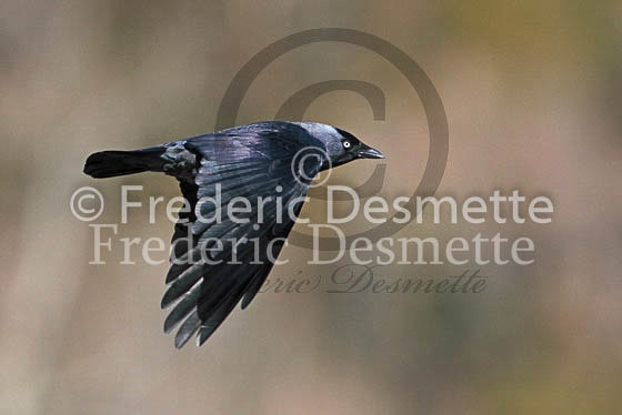Jackdaw 16 (Corvus monedula)